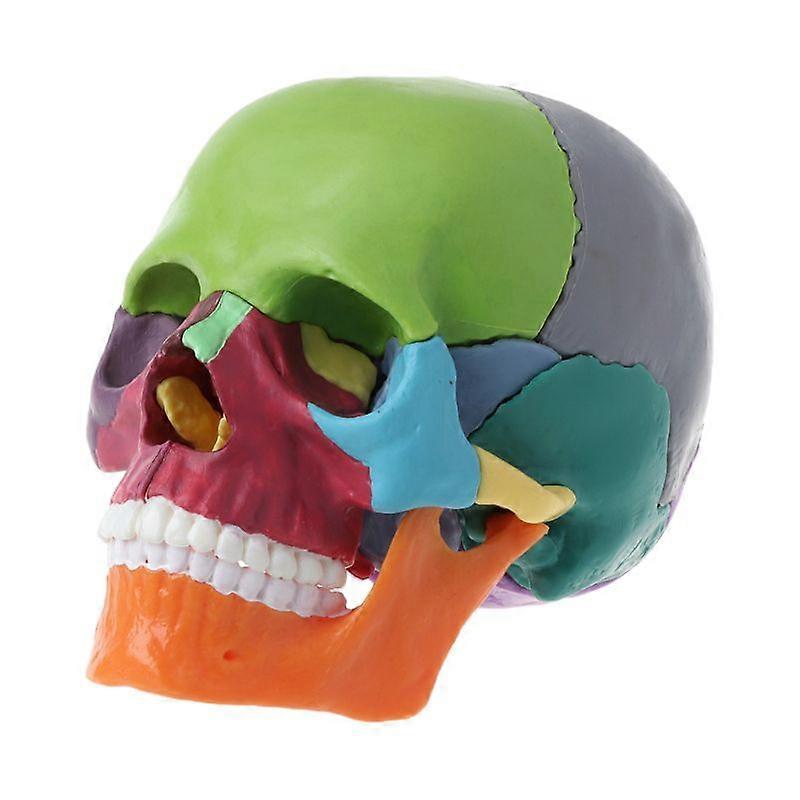 15 adet / takım 4D Demonte Renkli Kafatası Anatomik Model Ayrılabilir Tıbbi Teachi