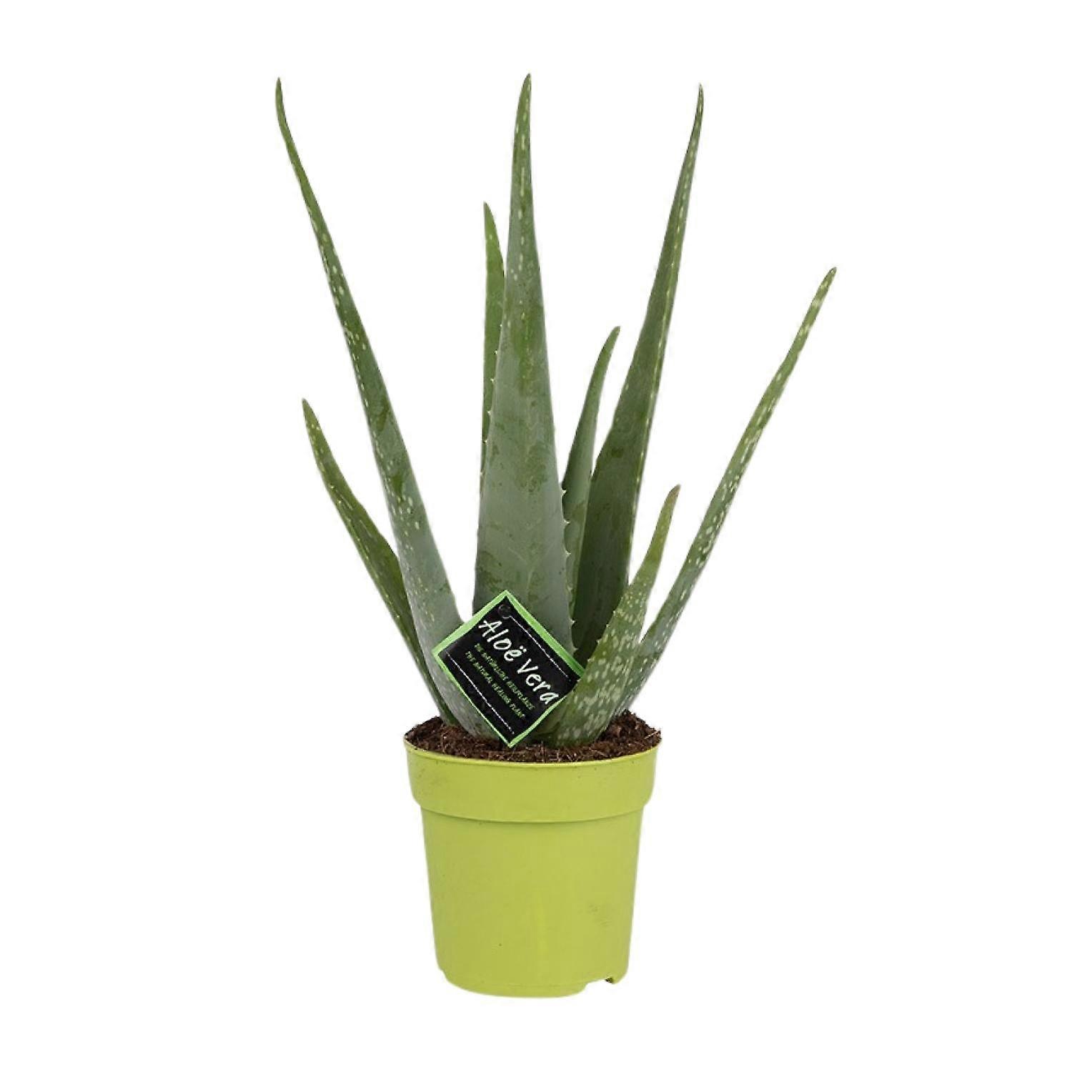 Aloe Vera - 35-45cm - Ø12cm