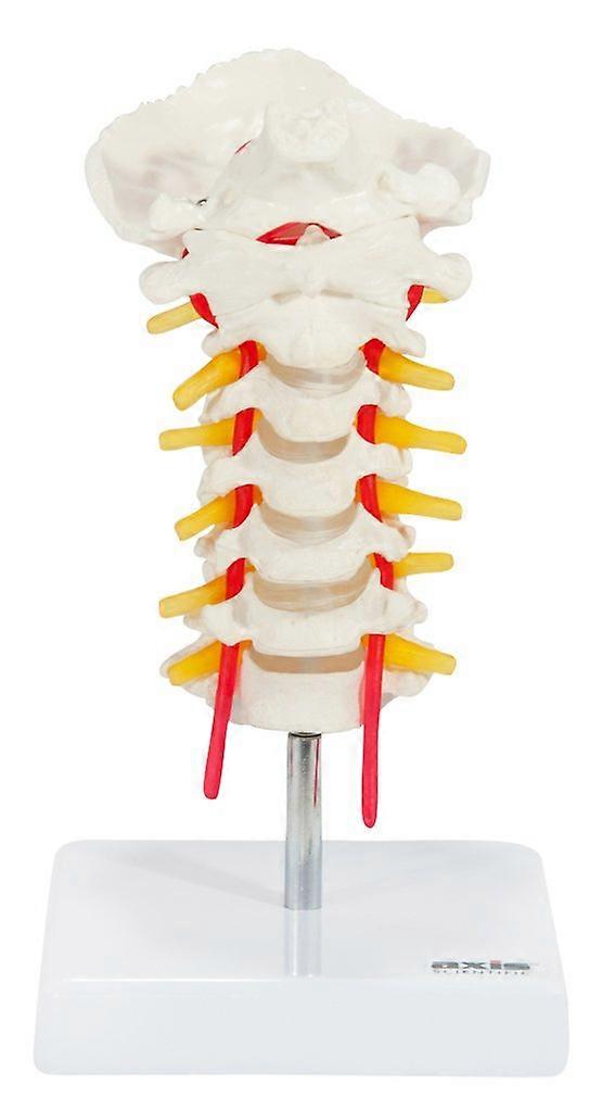 Cervical Vertebra Model with Spinal Nerves and Arteries | Detailed Bony Landmarks of The Cervical Spine | Includes Occipital Bone