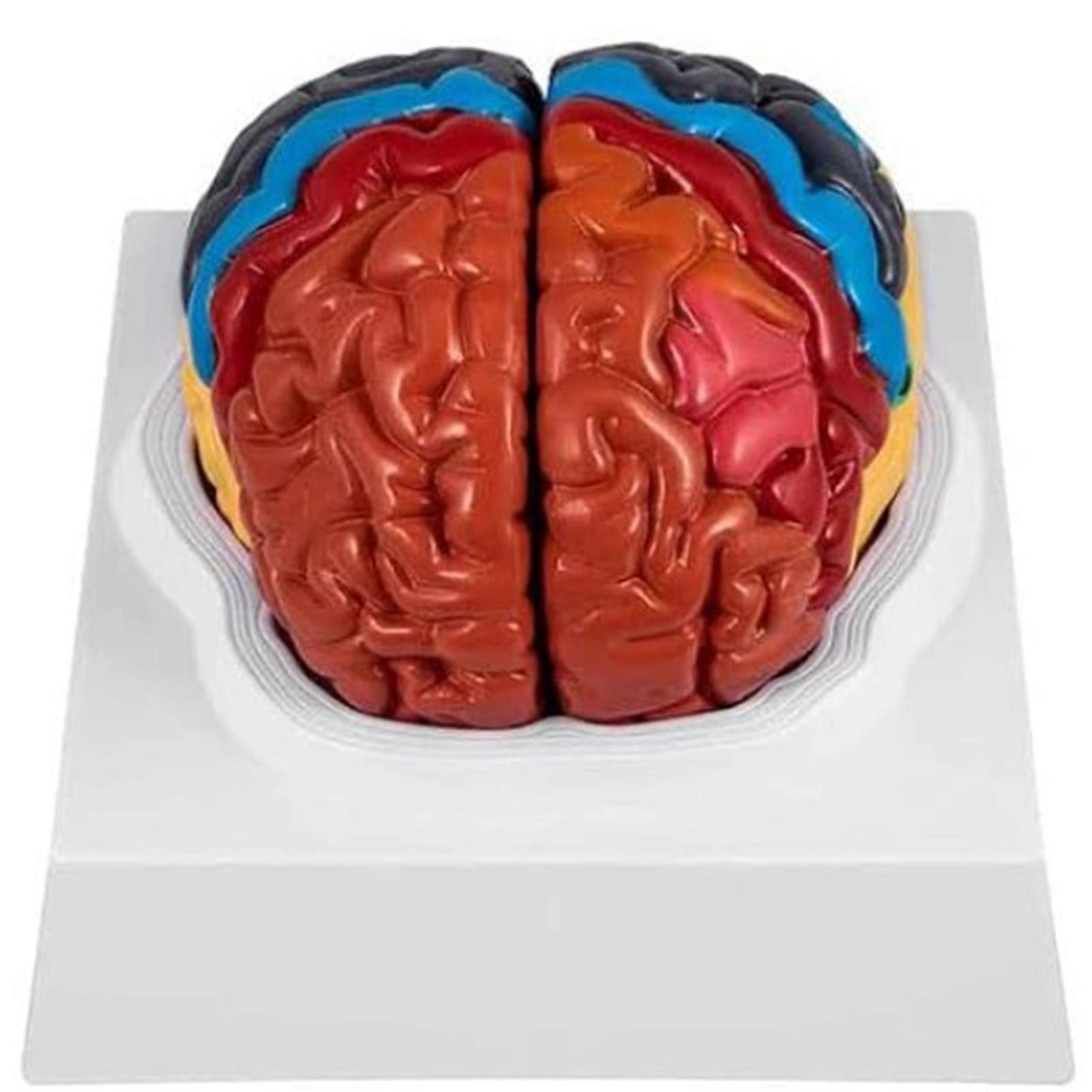 2Pcs 2X Hand Painted Human Brain Model PVC Anatomical Set