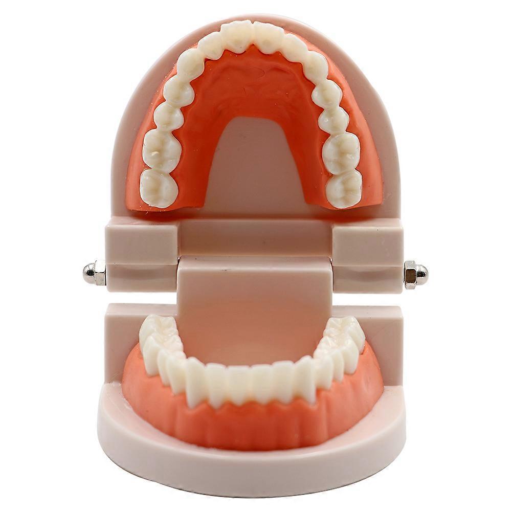 1pc Dental Teeth Model Standard Teeth Teaching Adult Tooth Model Study Training Tool Dentistry Lab Teeth Learn Material