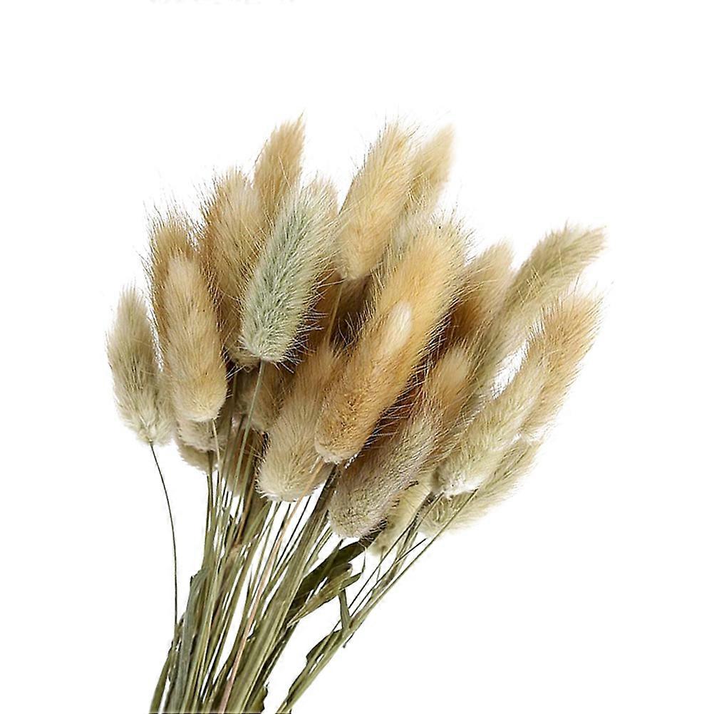 Dried Grass Rabbit Tail Grass for Decor 1 Bunch 60Pcs Wedding Decoration