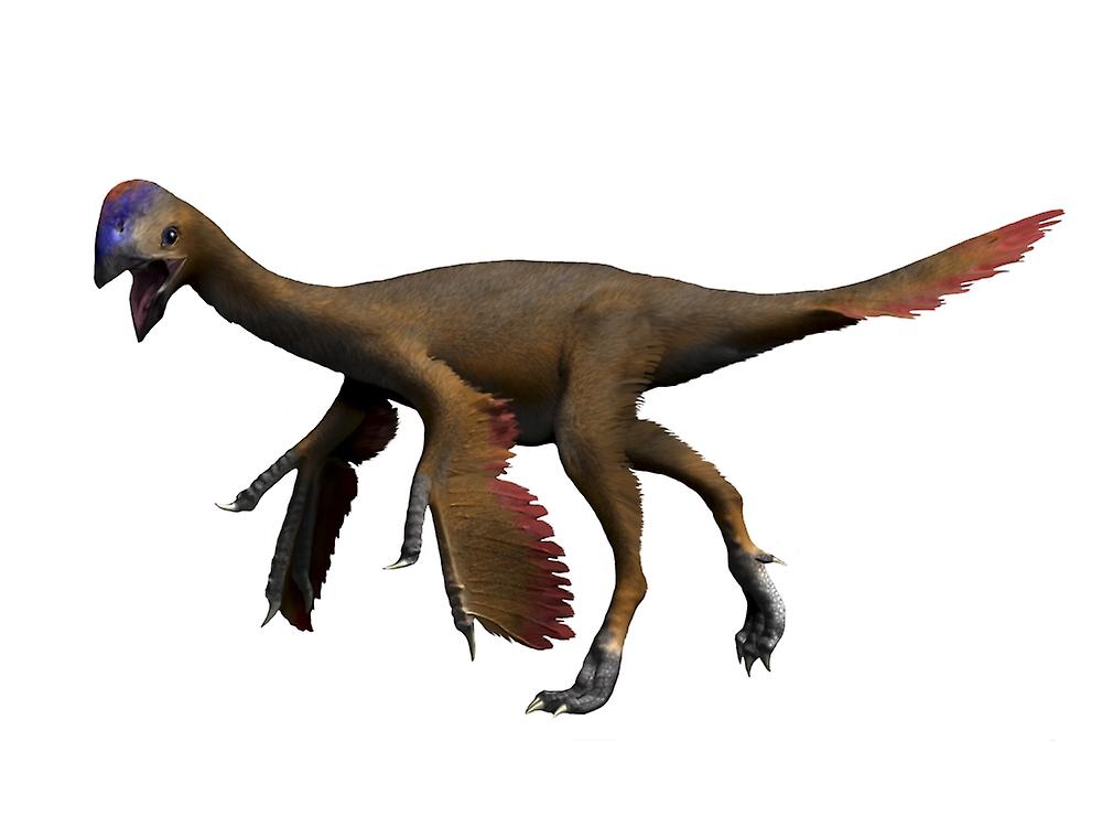 Oviraptor dinosaur. Poster
