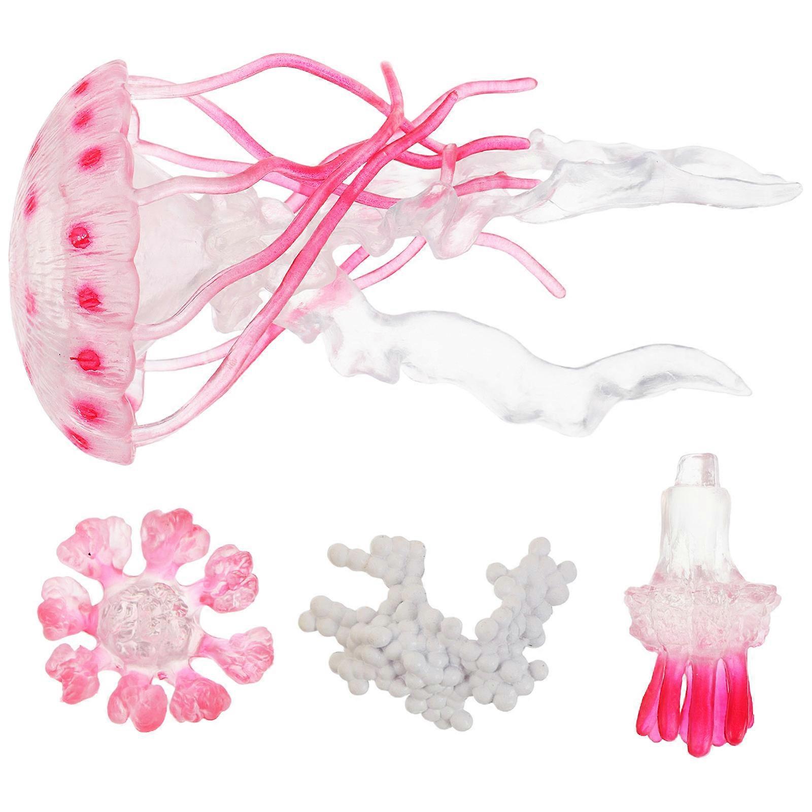 Plastic Jellyfish Life Cycle Toy for Kids 3Sets Educational Marine Science Kit