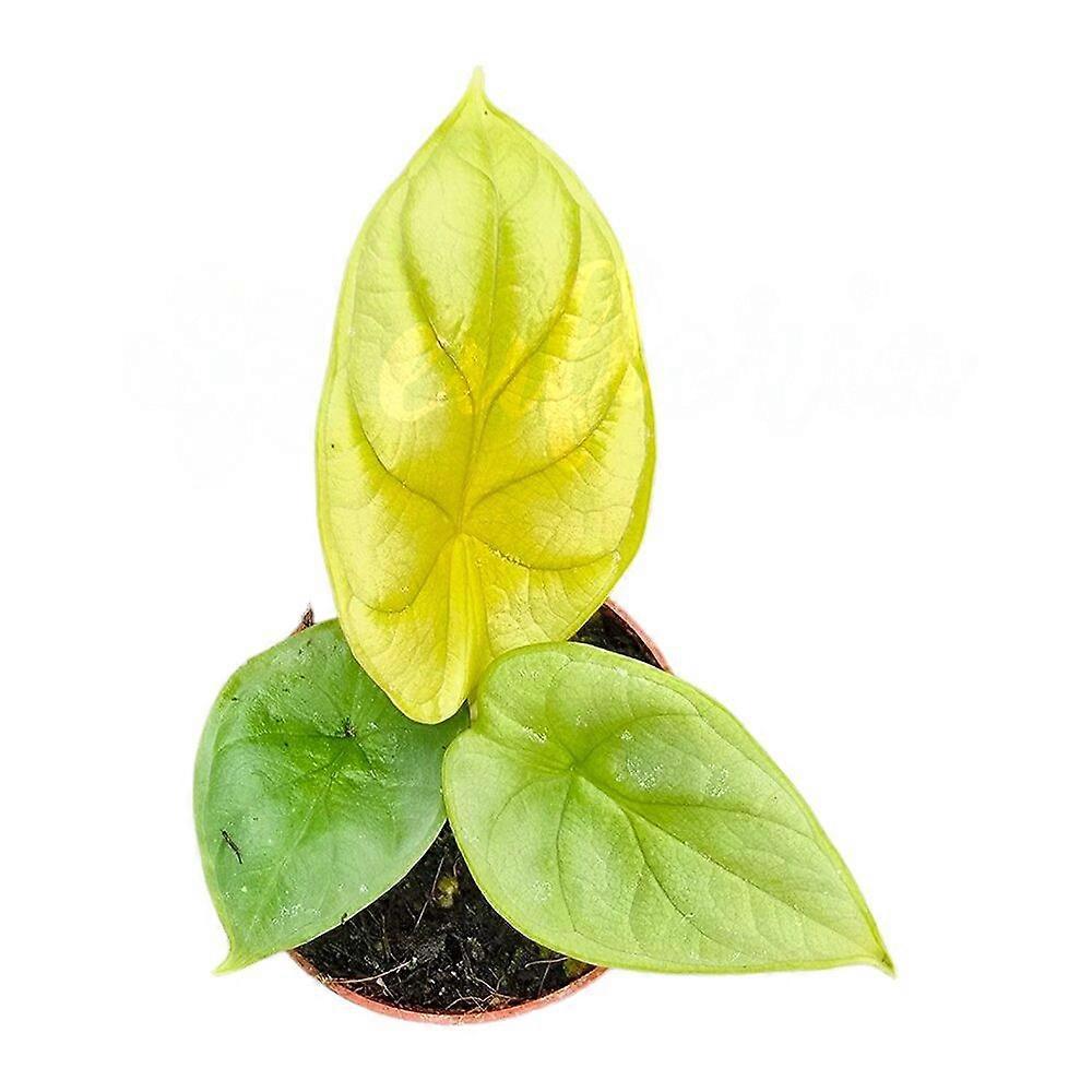 Alocasia 'Golden Dragon' Ø7cm