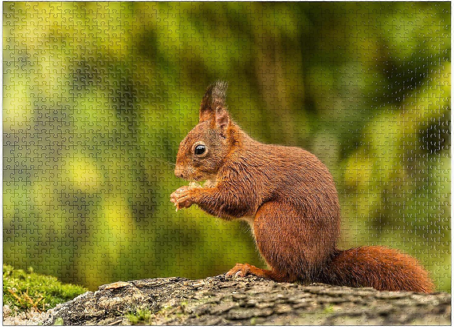 Red Squirrel Eating A Nut in The Forest - Premium 1000 Piece Jigsaw Puzzle for Adults Style 365