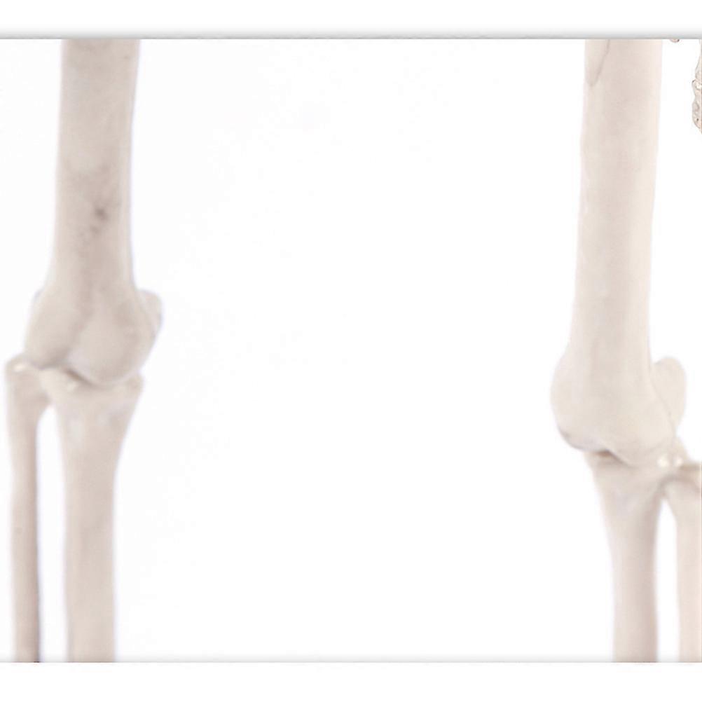 Plastic Skull Skeleton Artificial Human Skeleton for Decoration