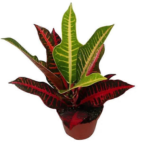 Codiaeum variegatum 'Nervia' D9