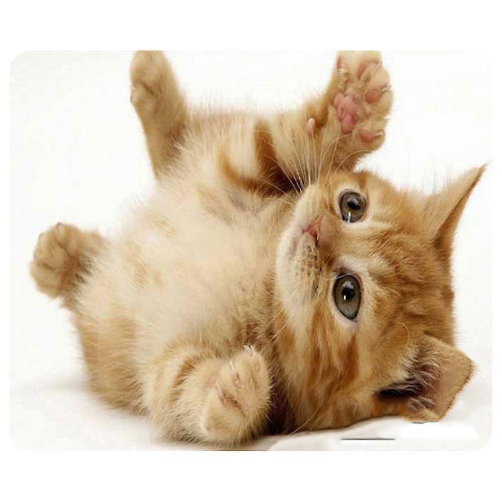 Download Funny Cat Using Computer Wallpaper | Wallpapers.com, image size:1000x1000