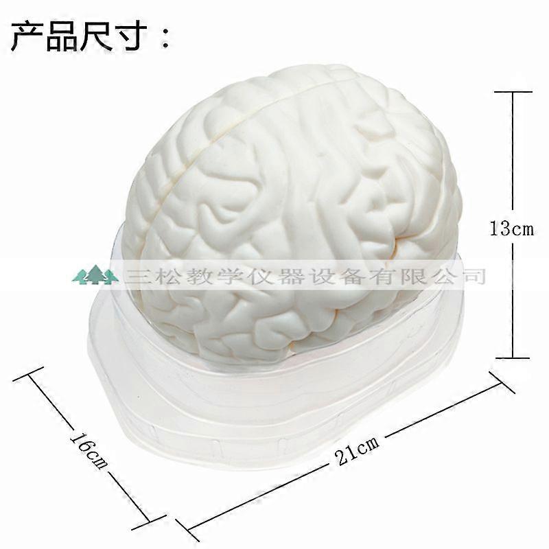 Human Brain Model: Anatomically Brain Model With Display Base For Science Education Classroom Study Display Teaching Medical White