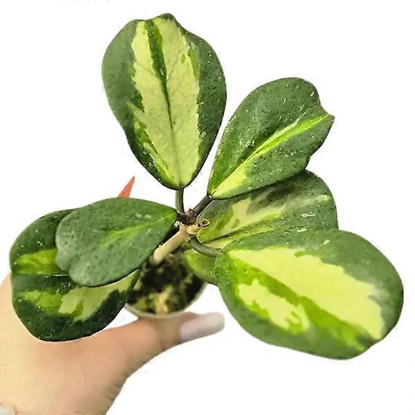 Hoya obovata Variegata Ø7cm