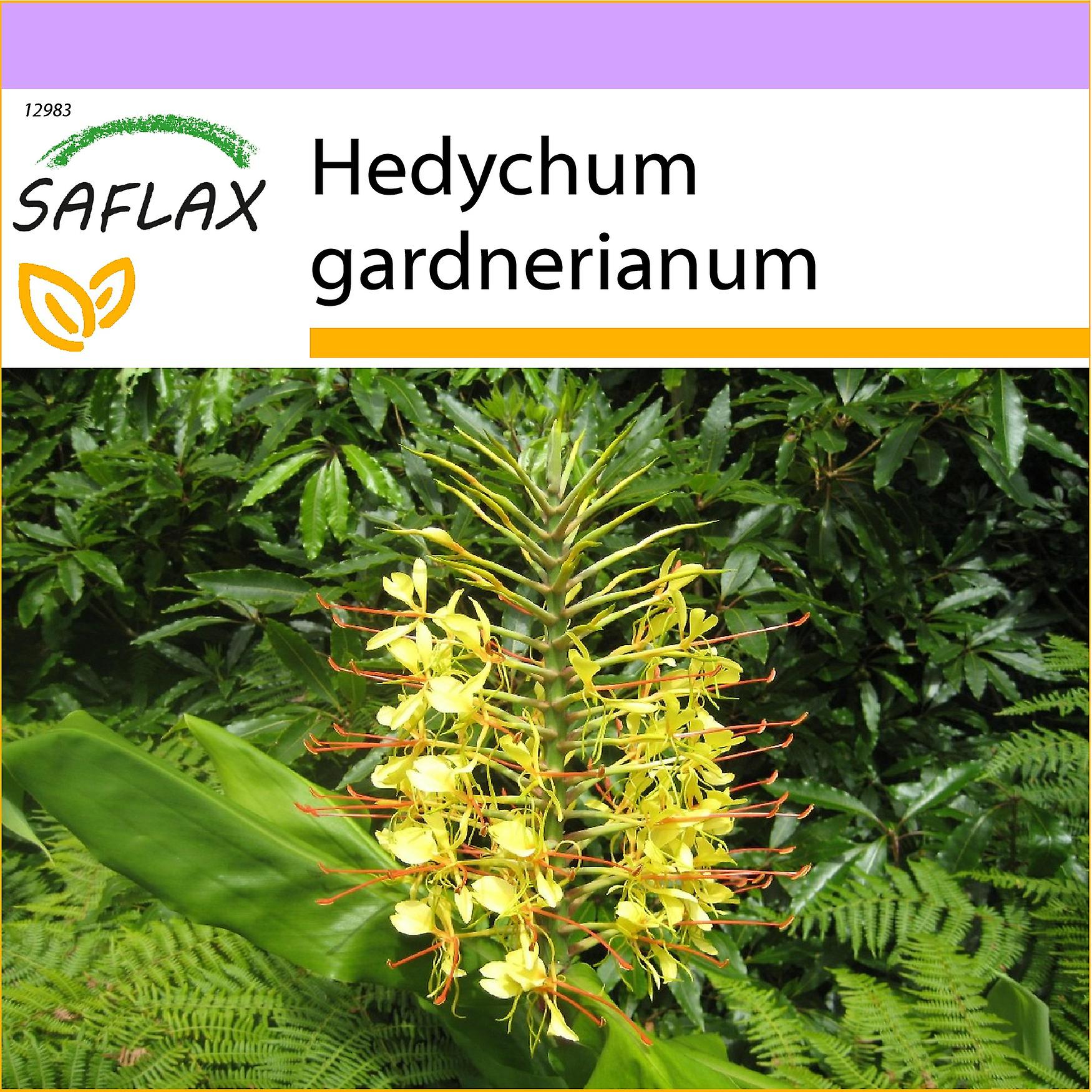 Saflax - 10 seeds - Red Ginger Lily - Longose - Giglio dello zenzero - Jengibre amarillo - Riesen - Schmetterlingsblume