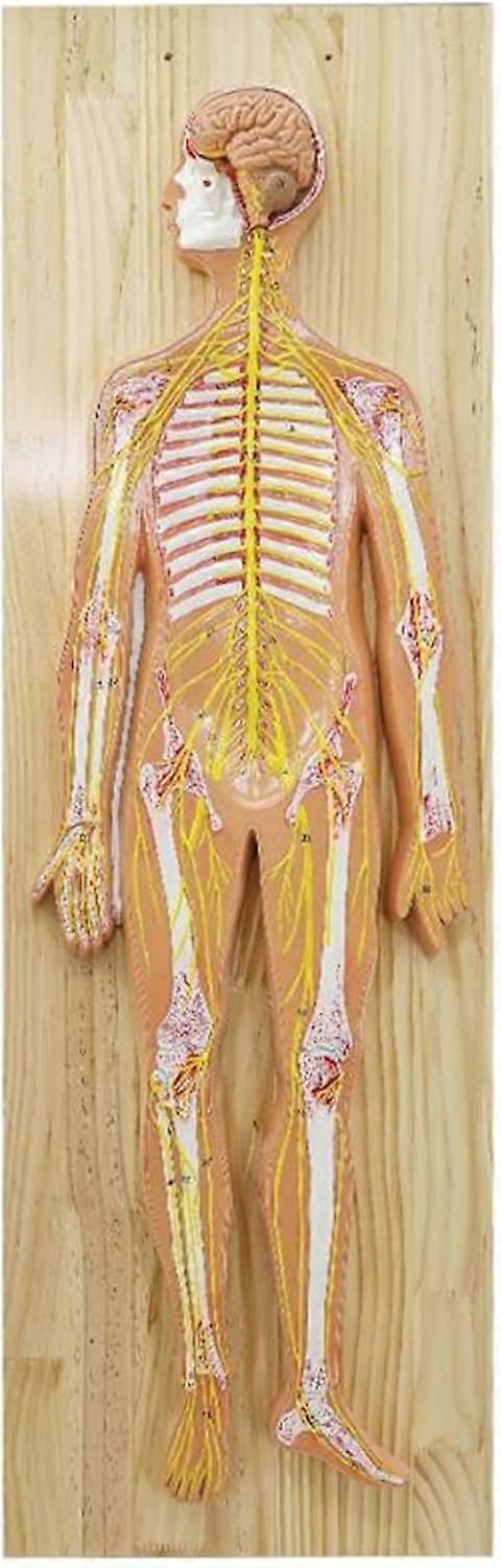Human Nervous System Model with Brain and Spinal Cord, 33 Markers, Anatomy Teaching Educational Tool