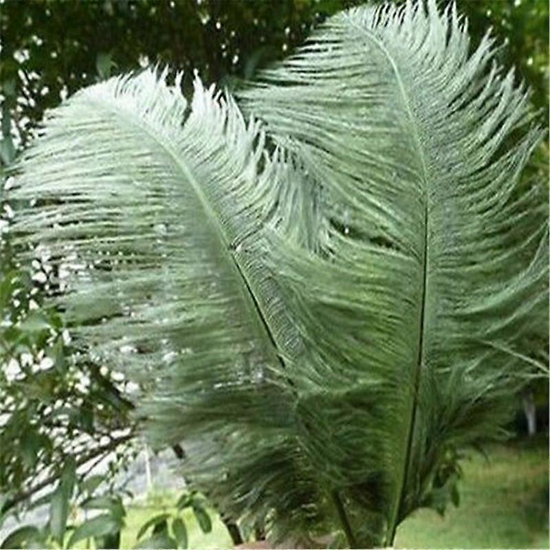 Ostrich Feathers Natural Soft Wedding Decor 10pcs Colorful Cloth