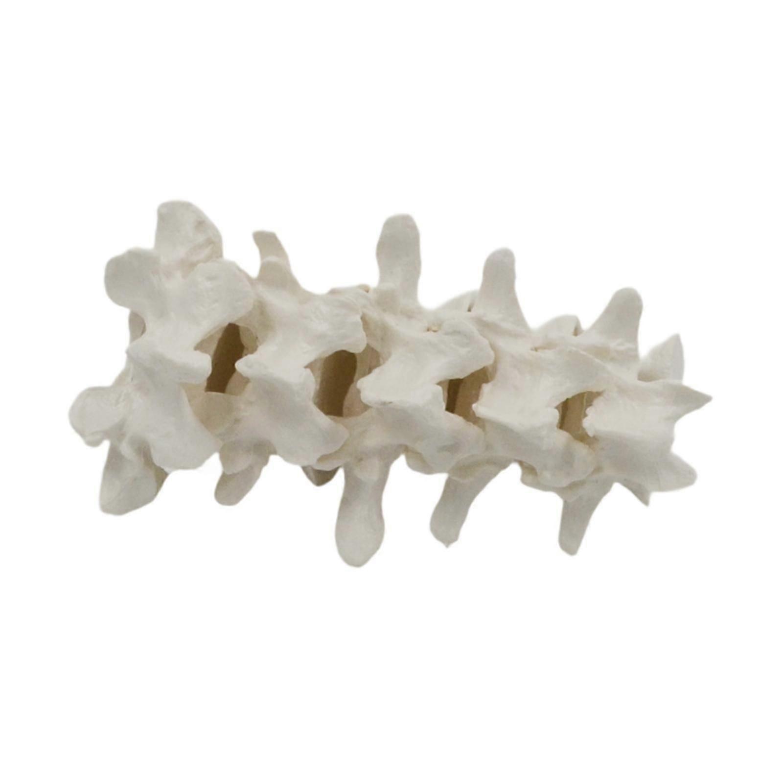 Human Spine Model Demonstration Model Experiment Classroom Teaching for Kids