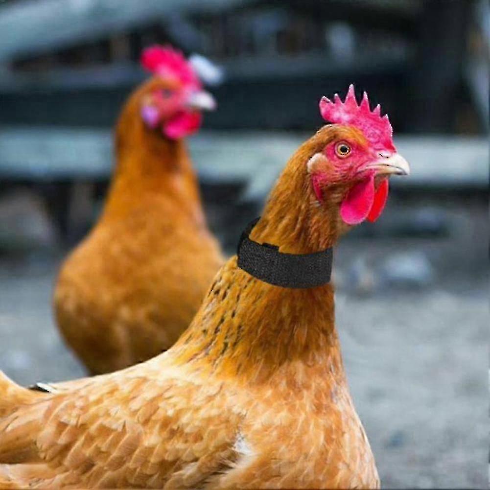 طوق هادئ مضاد للغراب مع تقليل الضوضاء لديوك Cockerel 2X - موديل Y5P