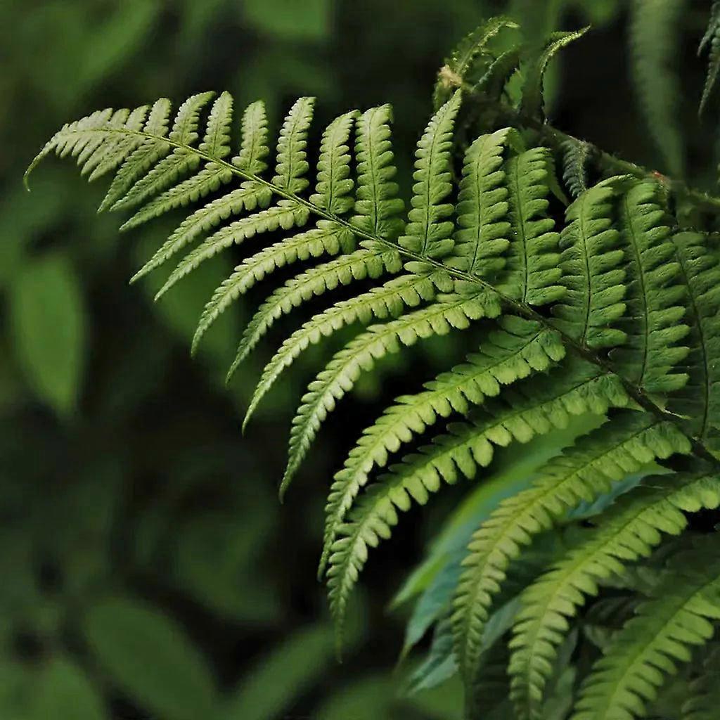 Fearn & Acai Fragrance Oil