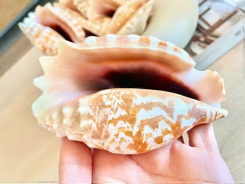 Natural Laciniate Conch Shell Seashell 3.54 Inch Coastal Beach Nautical Decor Display