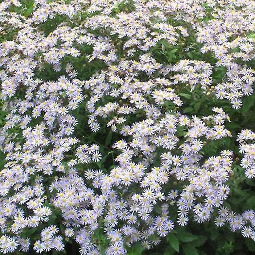 Aster Asran. Flores Lilás Pálidas.