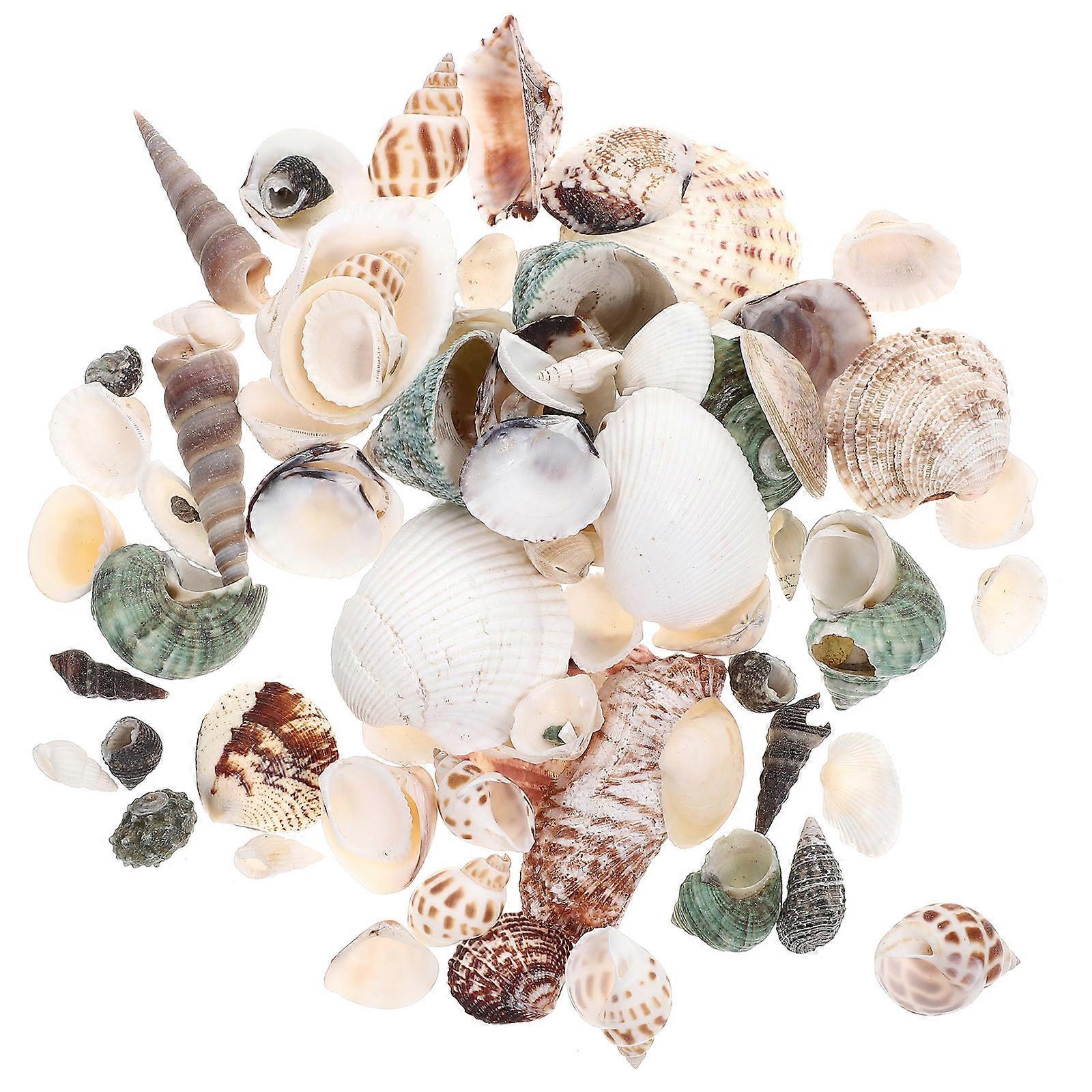 Multi-Functional Conch DIY Supply For Beach Theme Decor Perfect For Craft Borders In 11X8.5X8.5CM Size 5 Boxes