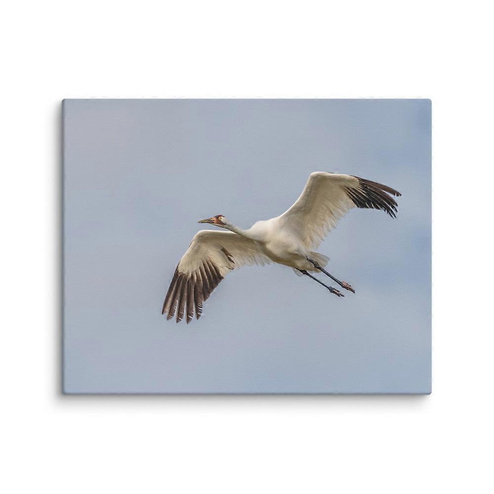 Whooping crane! - Canvas (8″×10″)