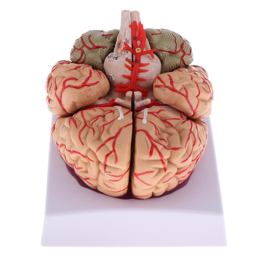 Neues zerlegtes Anatomisches Modell Anatomie des menschlichen Gehirns Studienlehrmittel
