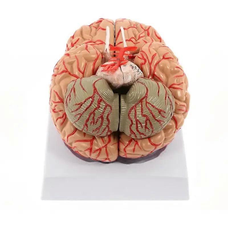 Model, Anatomically Accurate Models 8-part Human Brain Anatomy For Science Classroom Study Educational Display