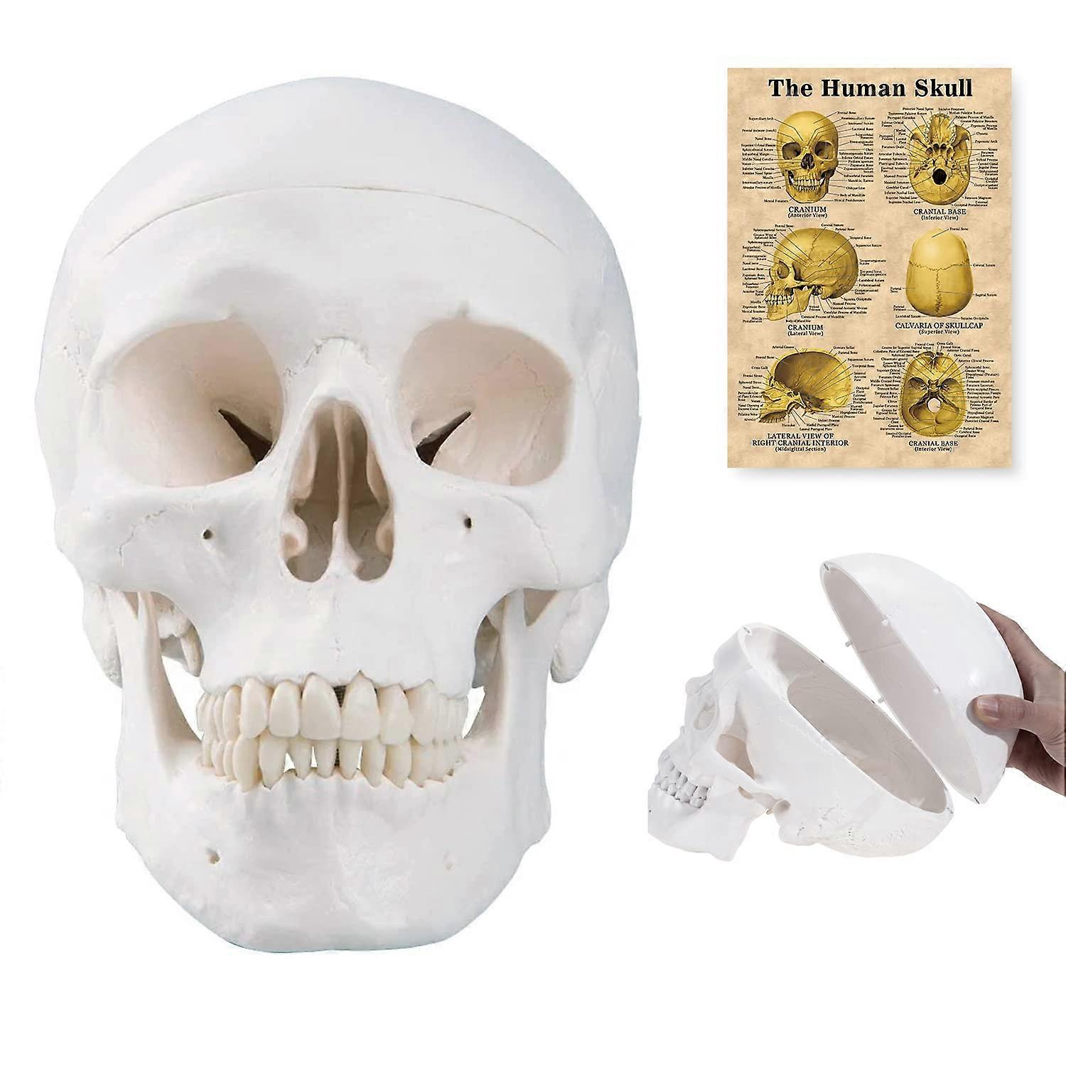 Upgraded Human Skull Anatomical Model,  Life Size Medical Skull Model, Anatomy Head Skull with Removable Skull Cap and Articulated Mandible