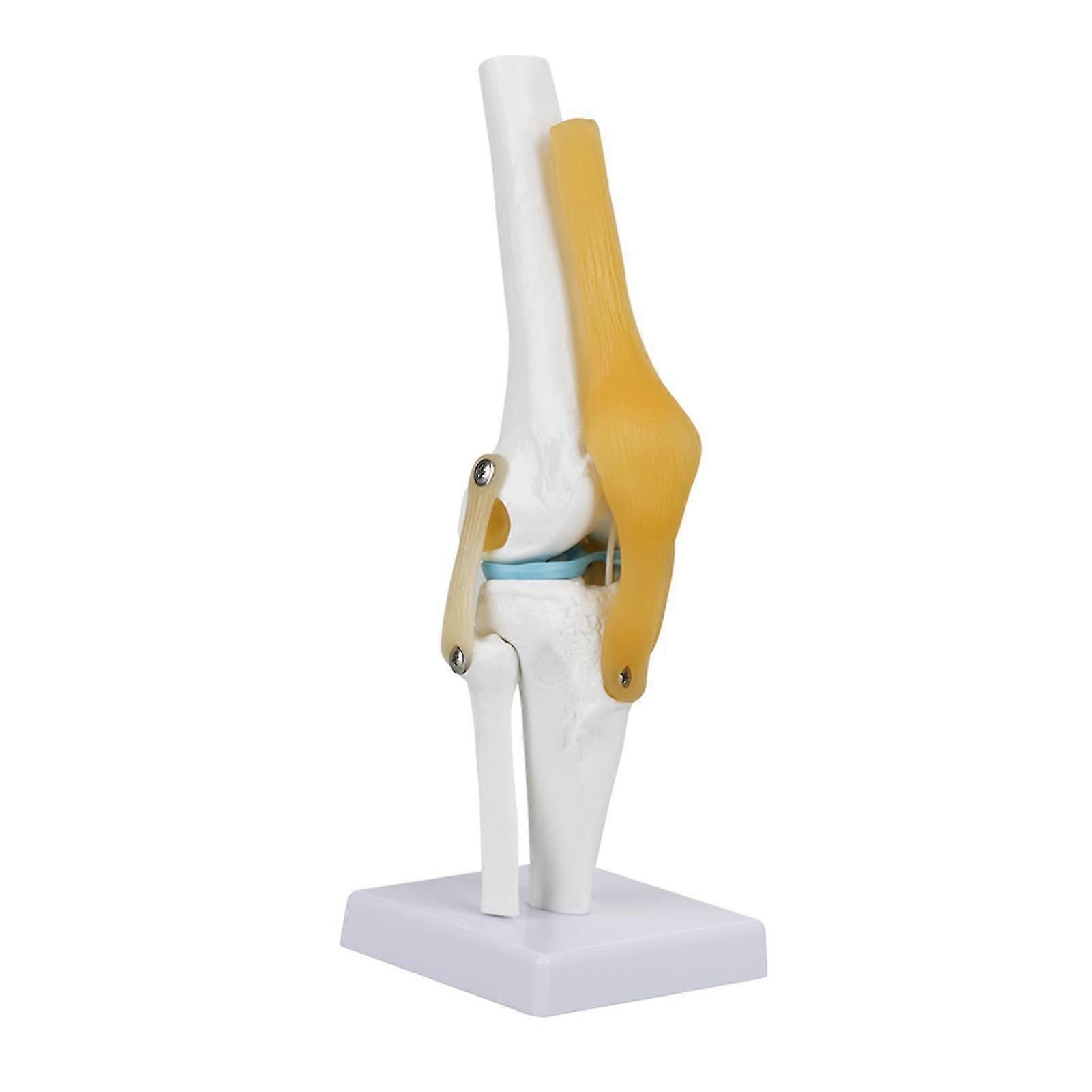 Life Size Human Knee Joint Model For Skeleton Anatomy Study Teach With Ligament Model