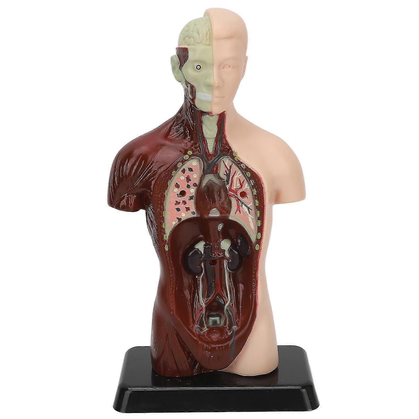 Human Body Model Detachable Simulation Unisex Human Torso Model for Teaching Study Students