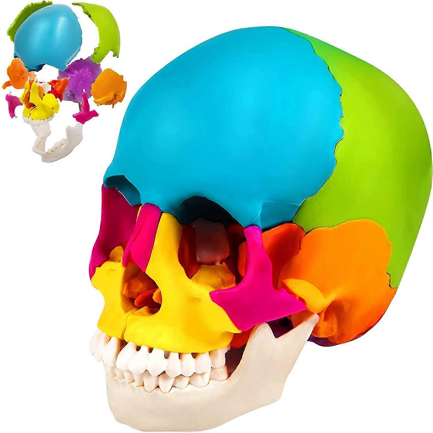Life Size Human Skull Model with 22 Detachable Colored Pieces for Accurate Anatomical Study