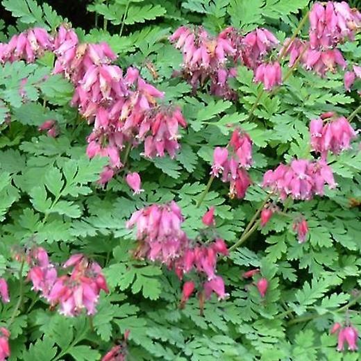 Dicentra Formosa Luxuriant. Corazón sangrante salvaje.