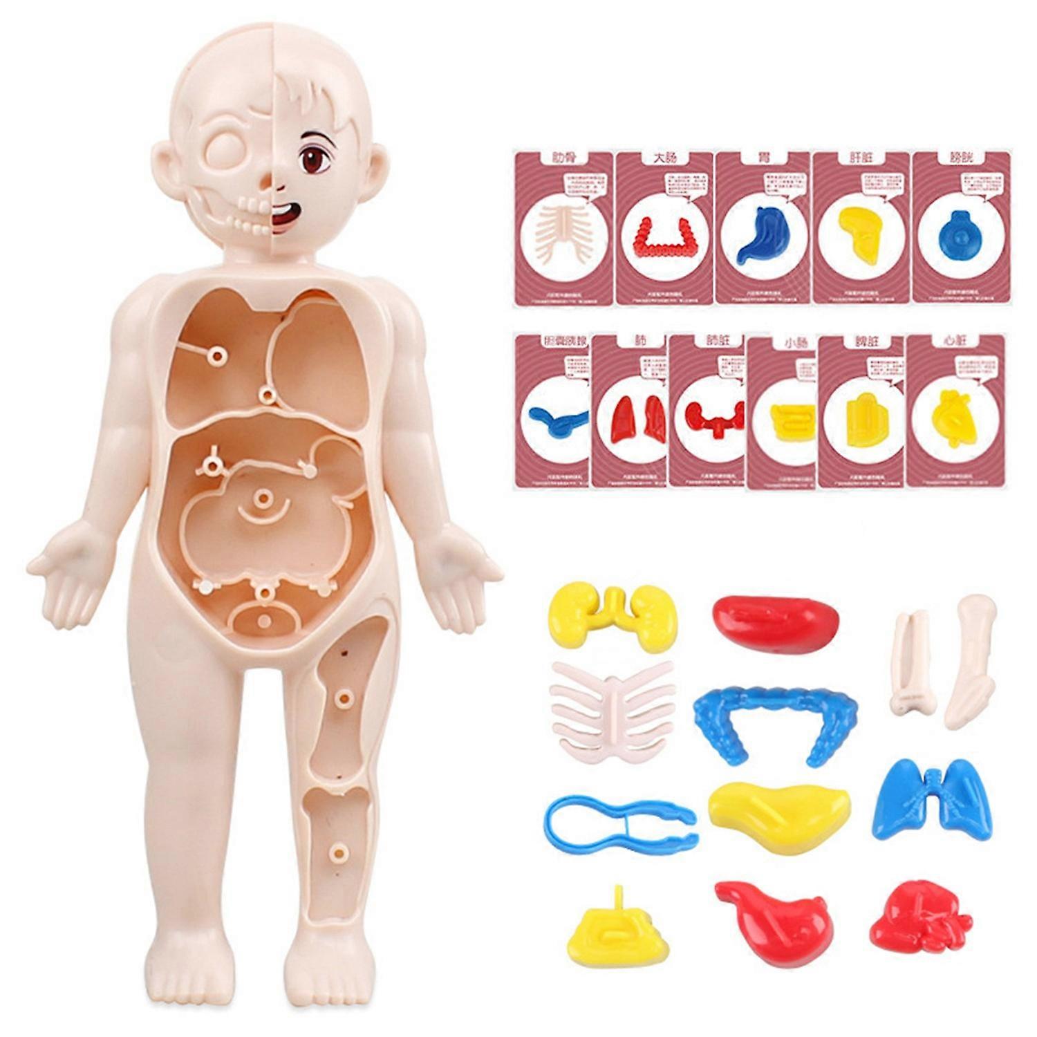 1 Set Interactive Human Body Model Kit 11 Analysis Cards Included Educational DIY Toy for Students