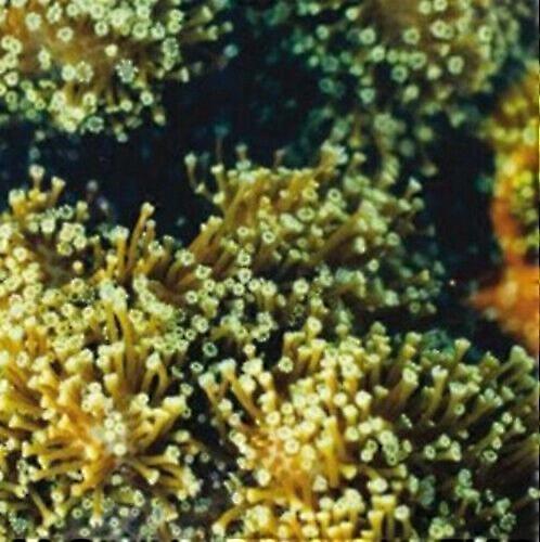 Balam Acab See Birds CD (2011)