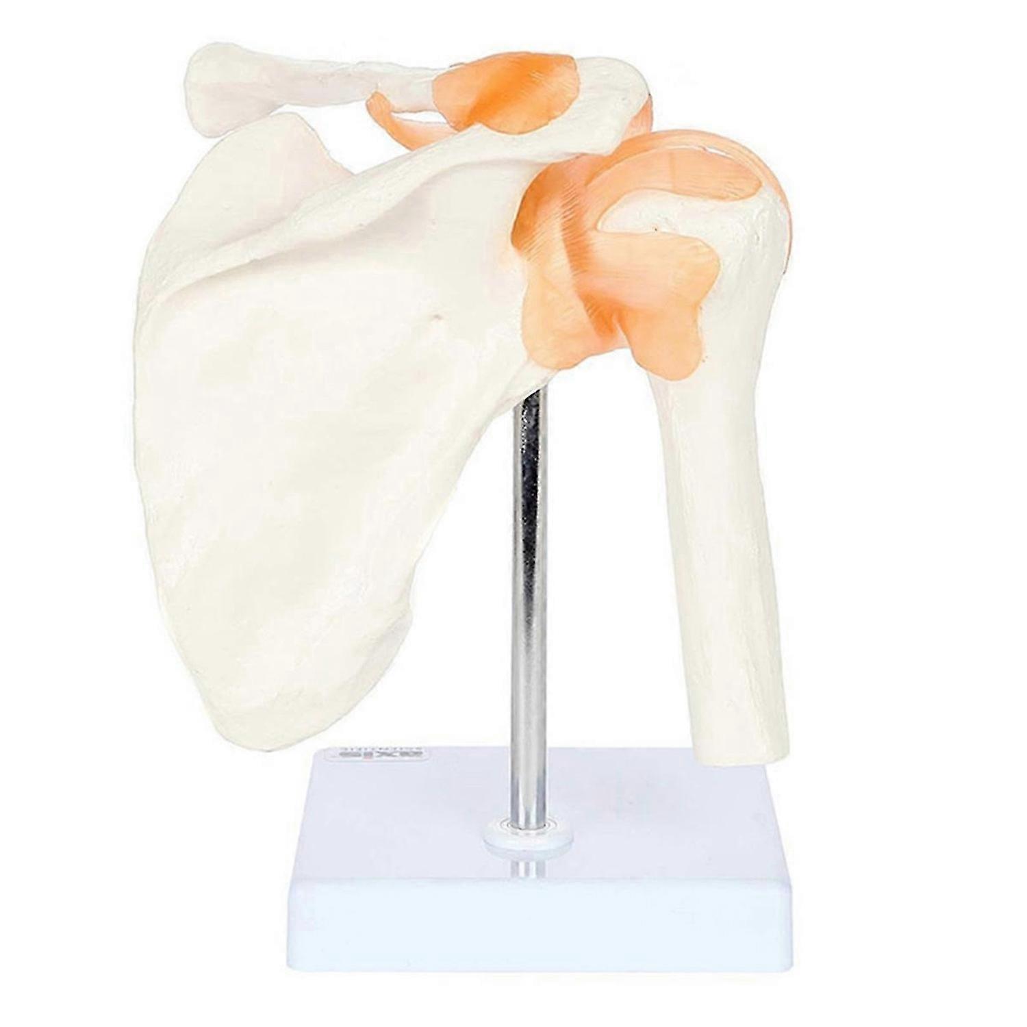 PVC Shoulder Joint Model Human Shoulder Bone Ligament Scapula Clavicle Anatomical Structure Orthopedic Teaching Model