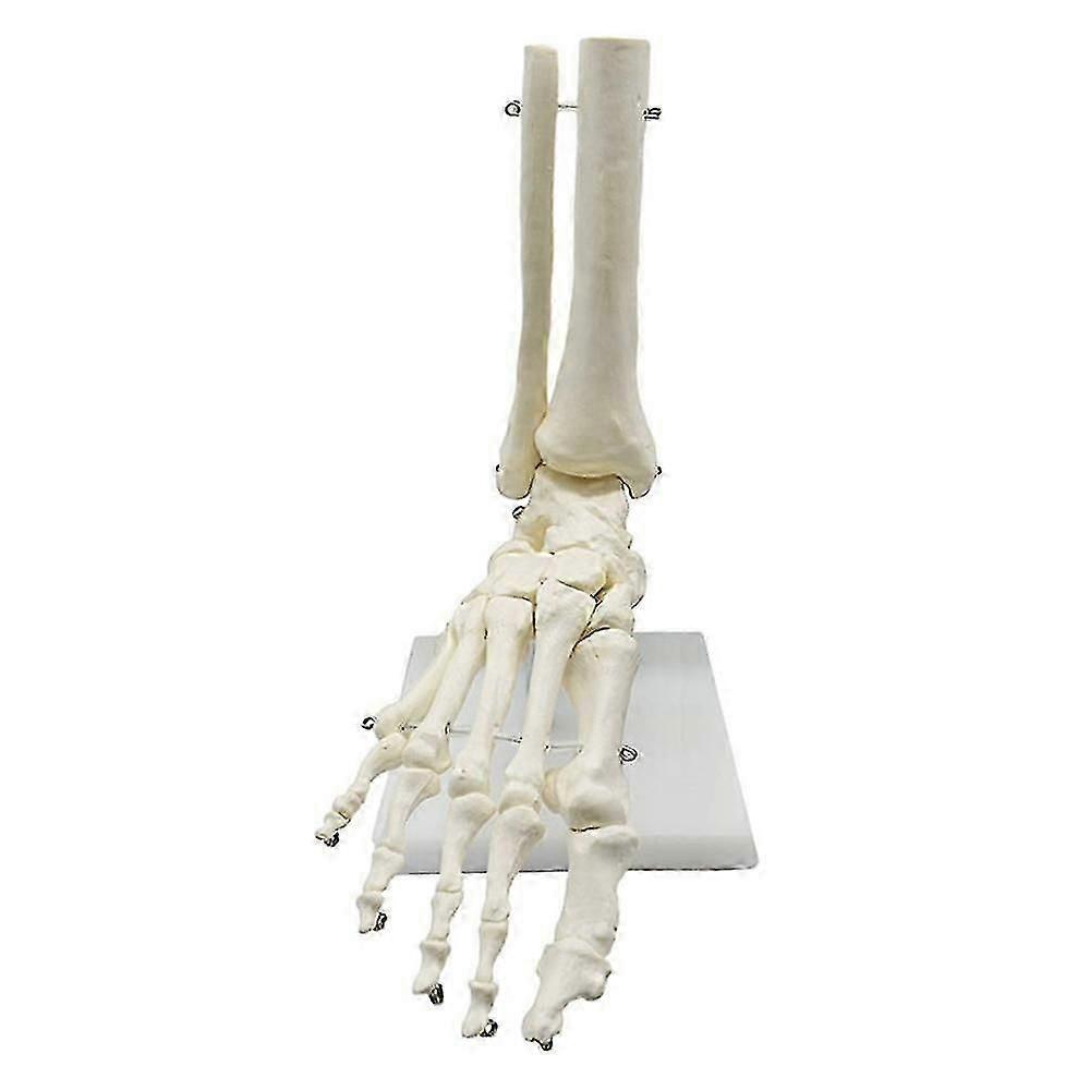 1:1 Human Skeleton Foot Anatomy Model Foot and Ankle with Anatomical Model Anatomy Teaching Resourc