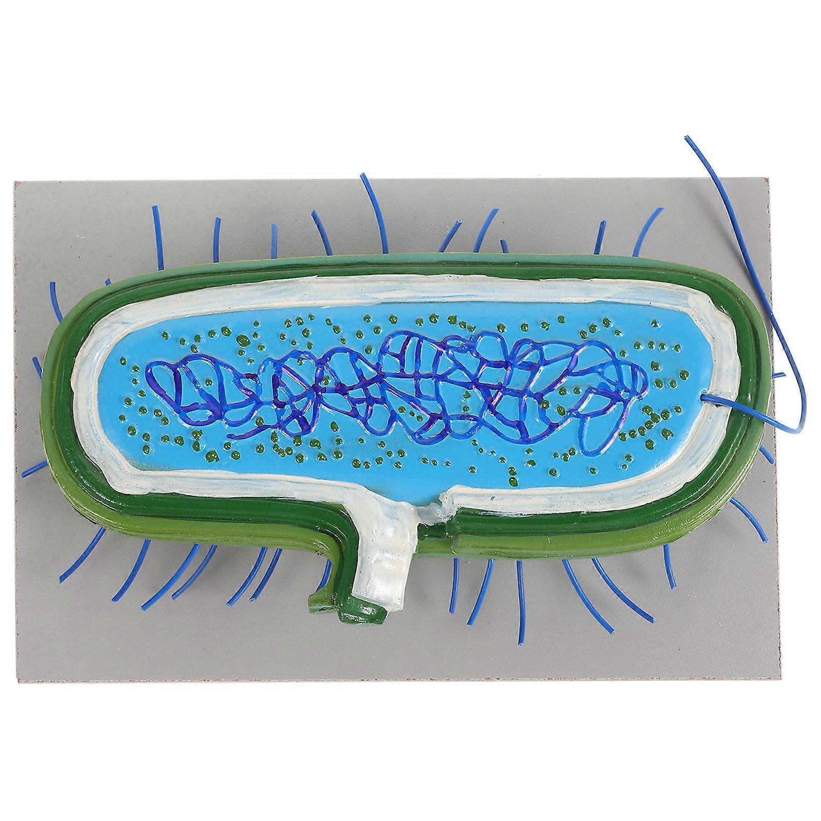 Biology Cell Model Bacteria Cell Model for Unit