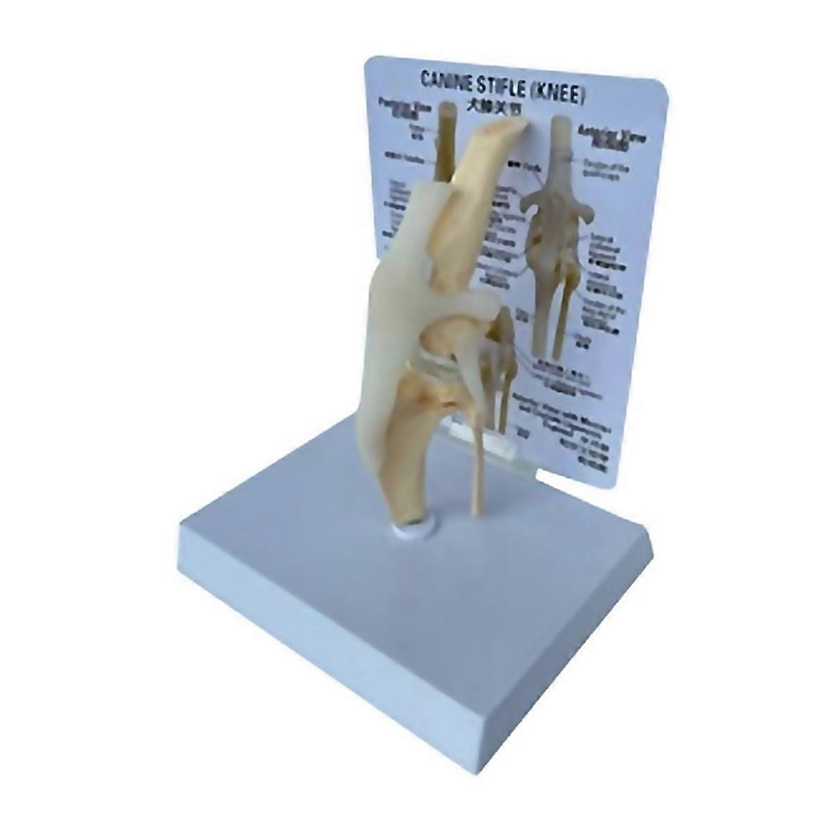 For Canines Knee Model Dog Joint Anatomical Model Dog Skeleton Model