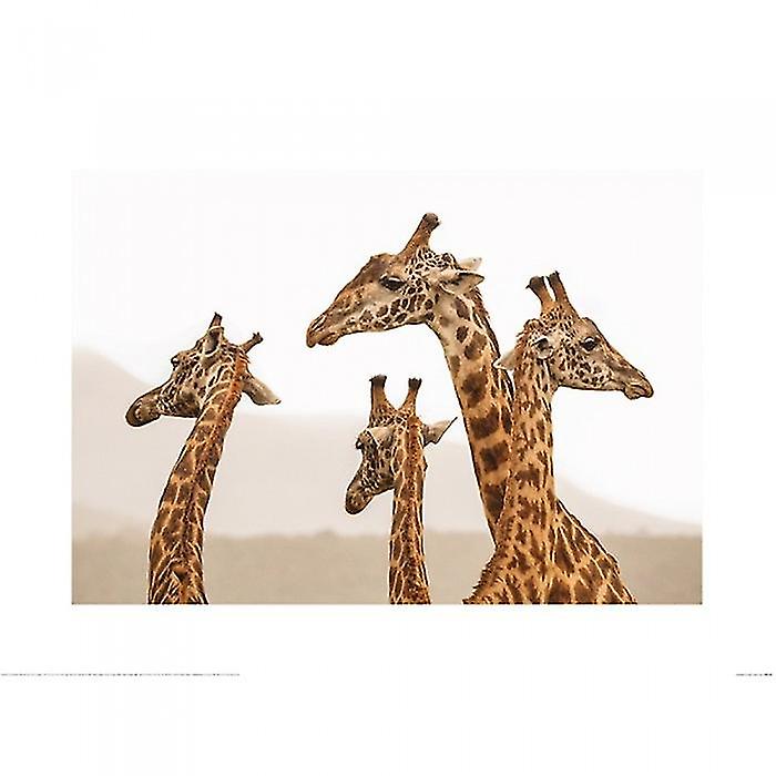Mario Moreno Long Necks Poster