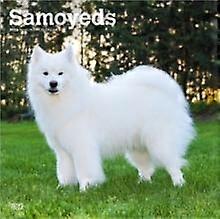 Samoyeds 2026 Square Flap Calendar Calendar Book