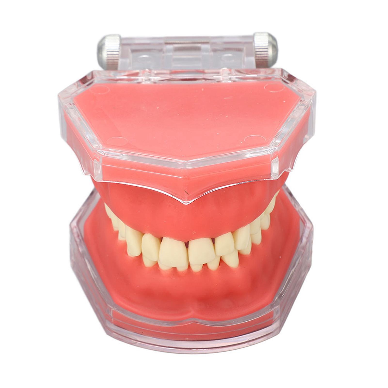 Gingiva Model Removable Teeth Soft Oral Demonstrating Dental Practice Teaching Tool