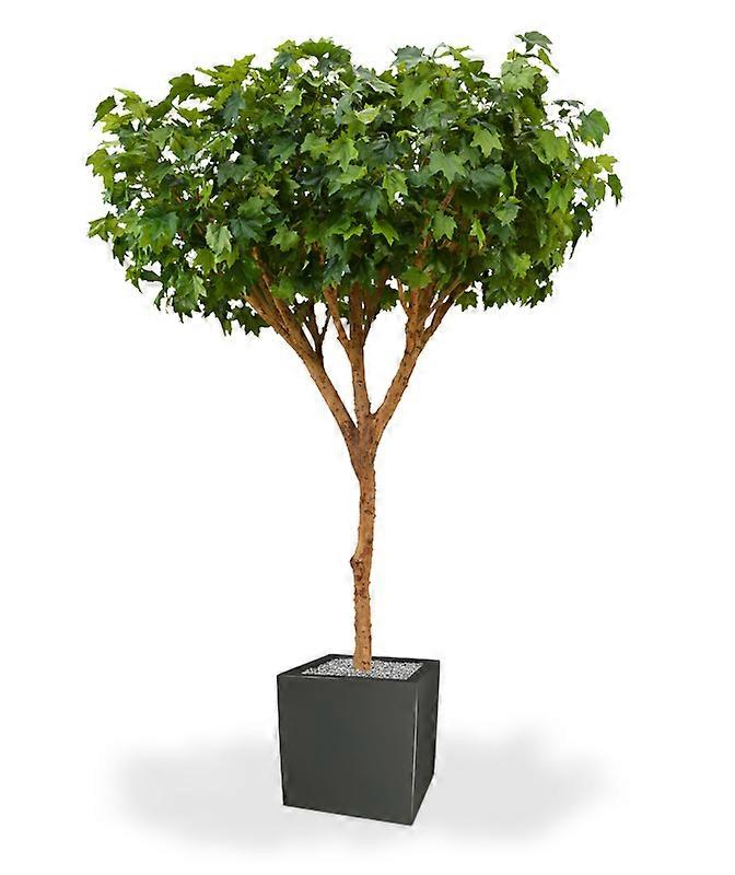 Maple Umbrella Giant (300 cm)