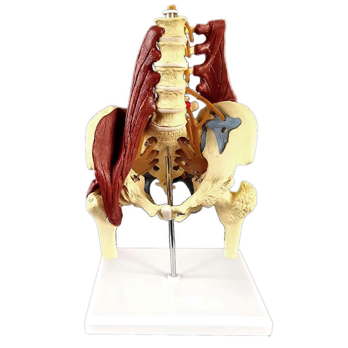 نموذج عظام العمود الفقري القطني ، نموذج تشريح عضلات قاع الحوض