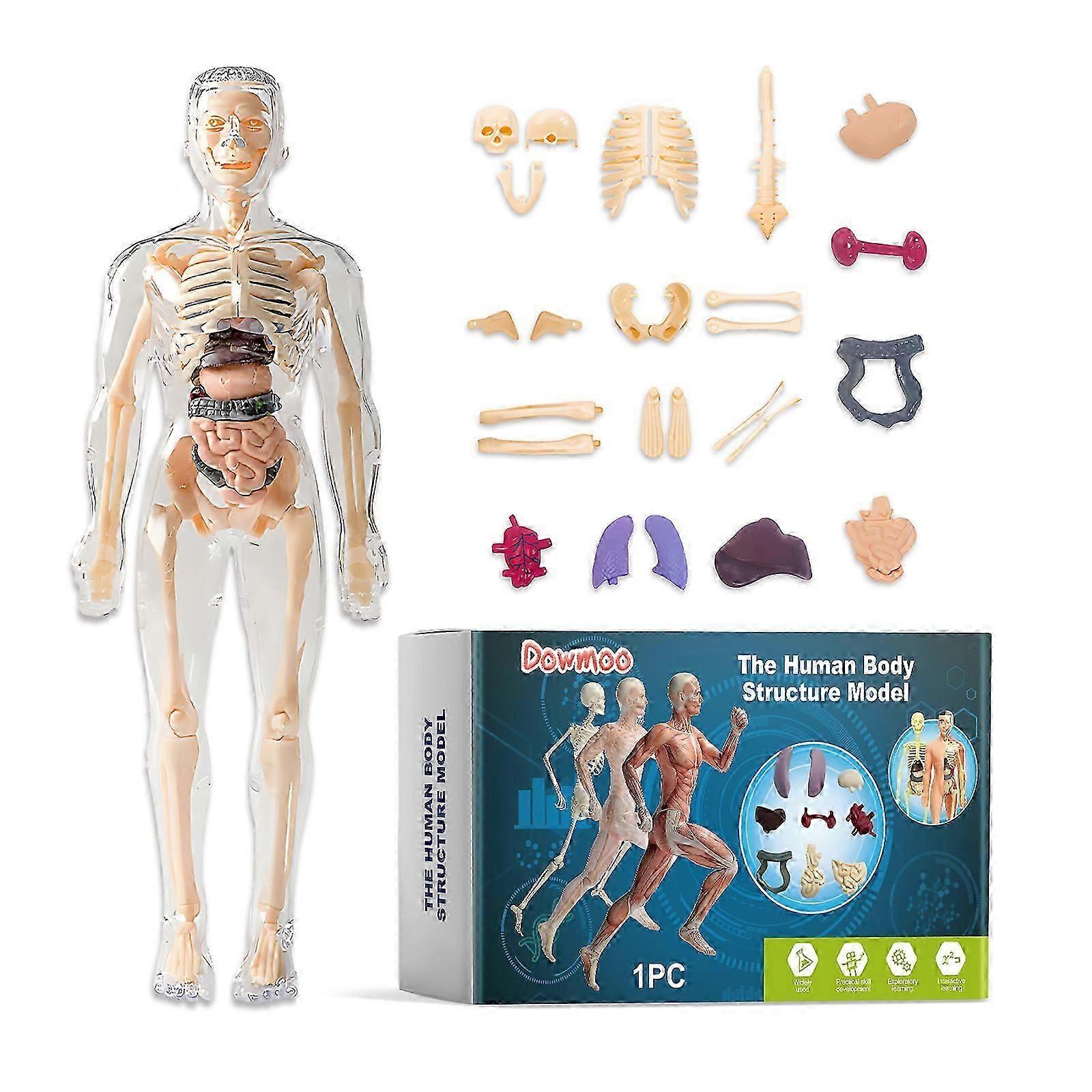 Detachable Human Body Model for Kids  Interactive Anatomy Learning Toy