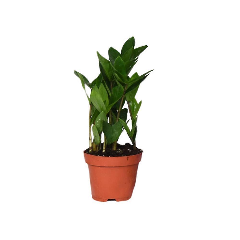 Zamioculcas - 30cm - Ø12cm