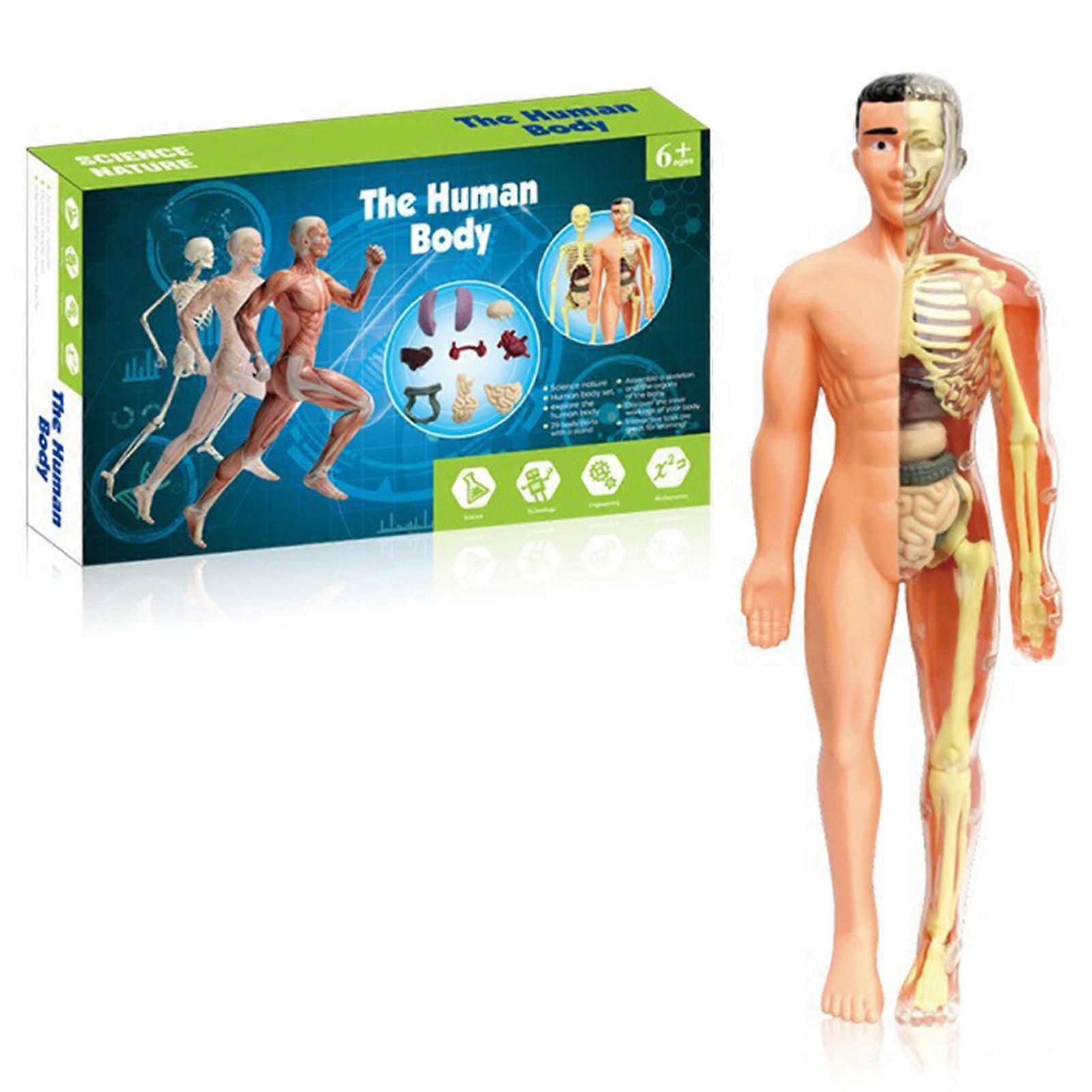 Clear Human Body Structure Model - Interactive Educational Toy for Kids, Promoting STEM Learning and Anatomy Exploration in Classroom