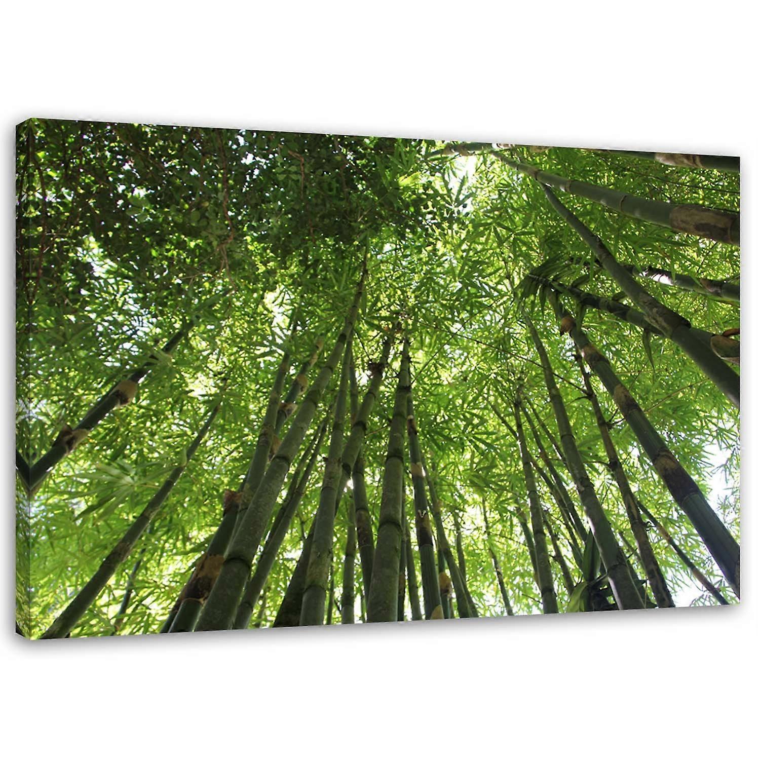 Lienzo, Bosque de bambú paisaje verde - 60x40