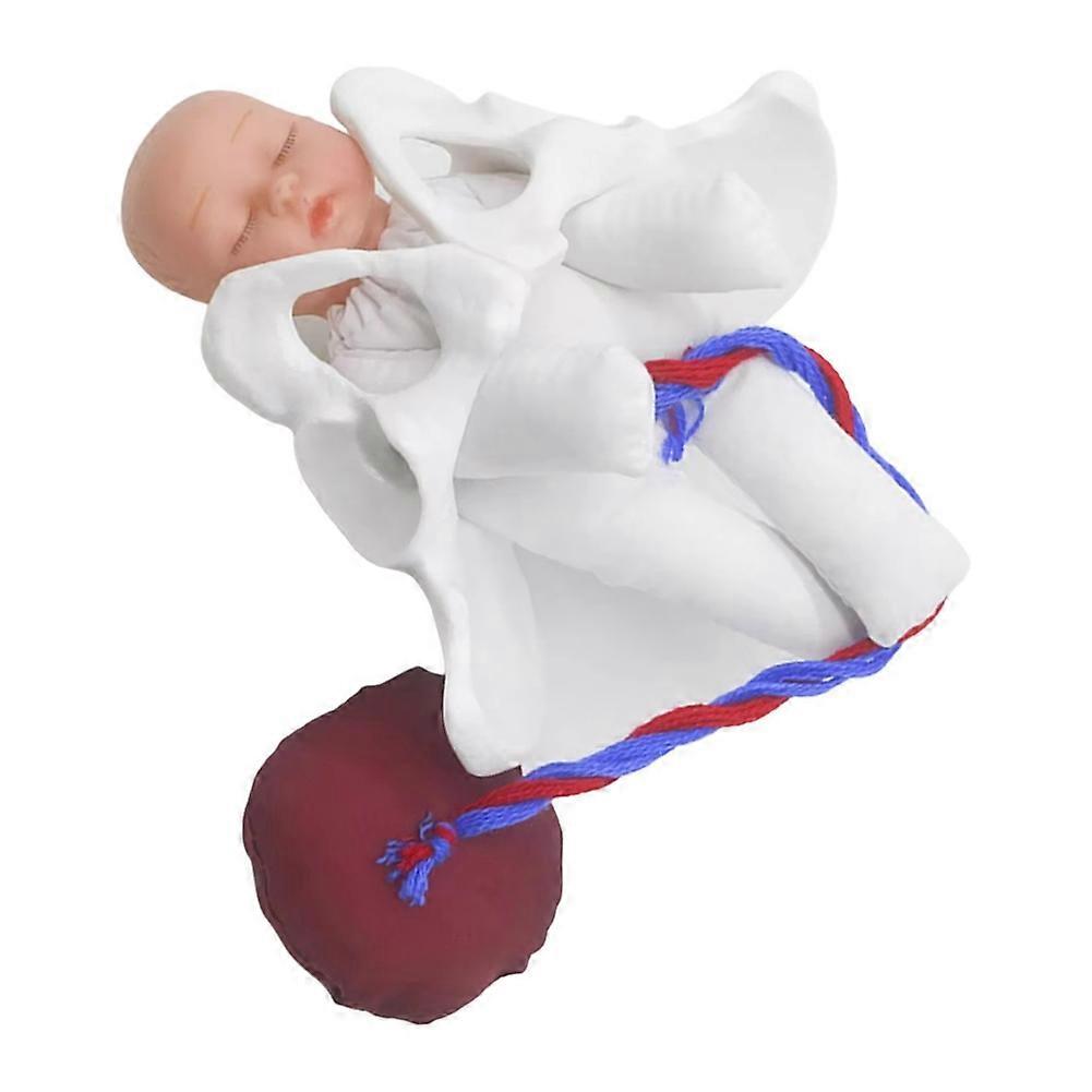 Female Pelvis Model Childbirth Model for Science Education Teaching Study Fetus Umbilical Cord Placenta Model