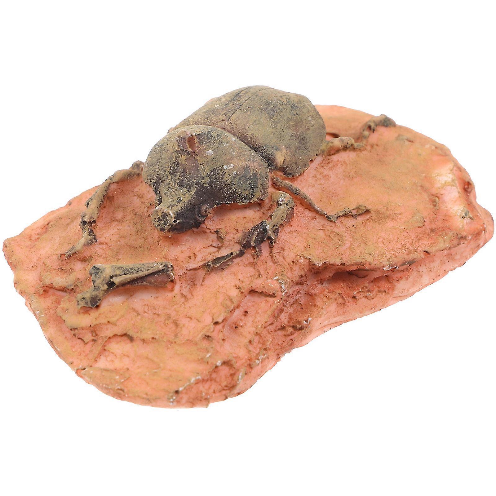 Light Brown Insect Specimen for Teaching 2Pcs Paleontological Ornament