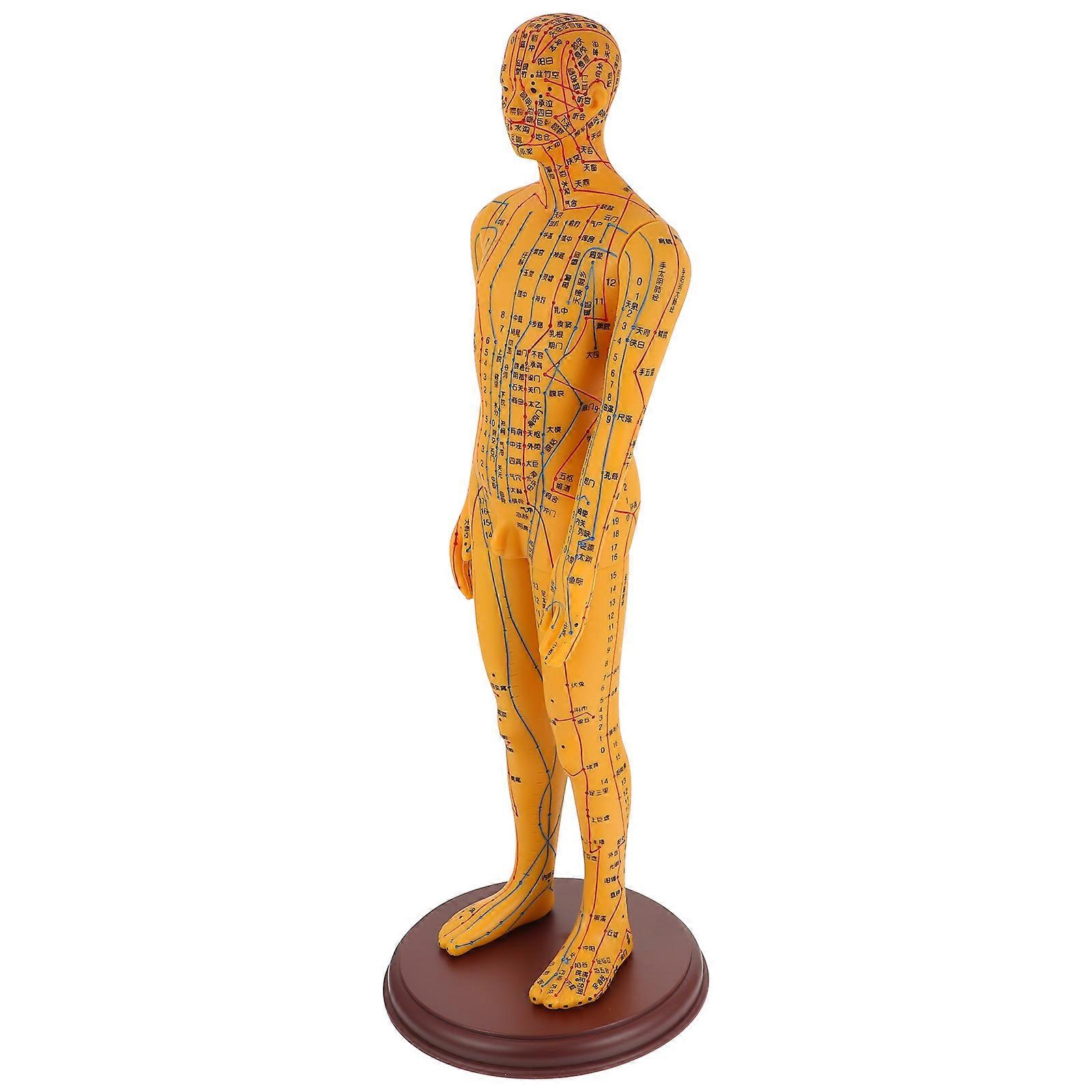 Male Acupuncture Model for Educational Use 1Pcs Orange PVC Display Model